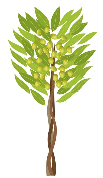 Drzewo oliwne — Wektor stockowy