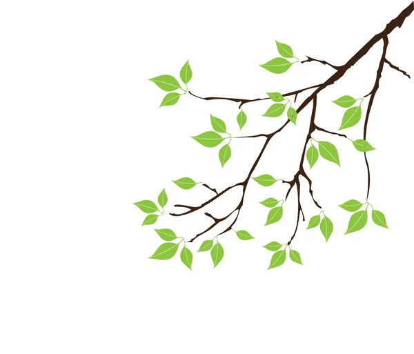 Tree Branch — Stock Vector