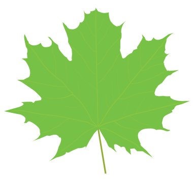 akçaağaç yaprağı