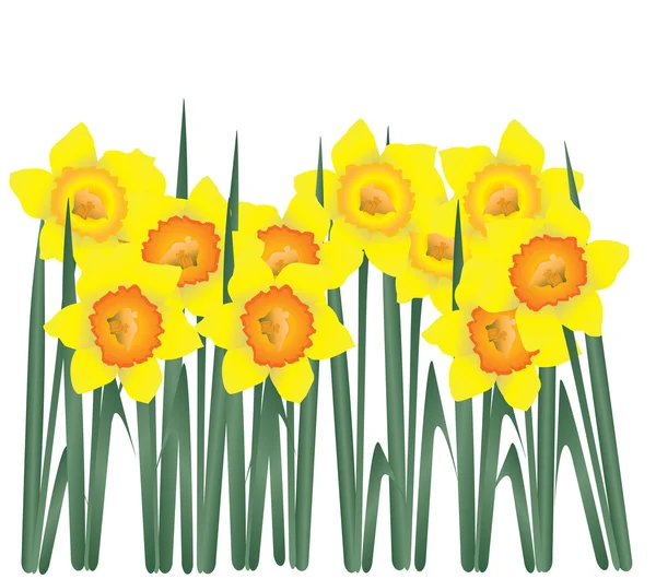 Narcisos — Vector de stock