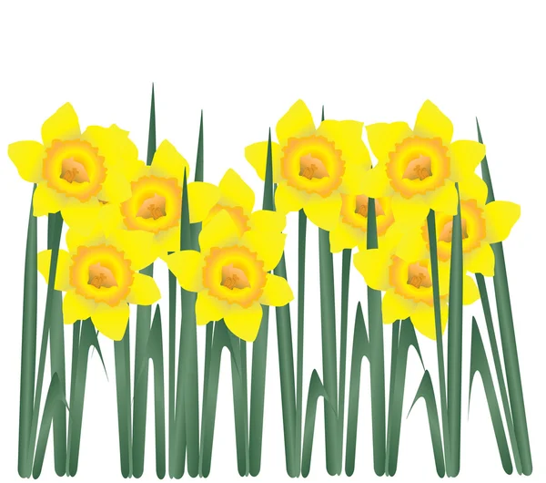 Daffodils — Stock Vector