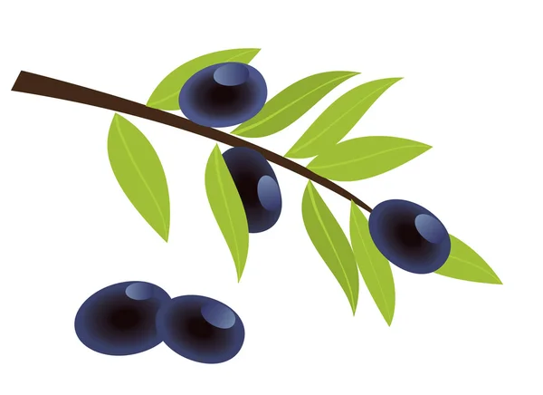 Aceituna — Vector de stock