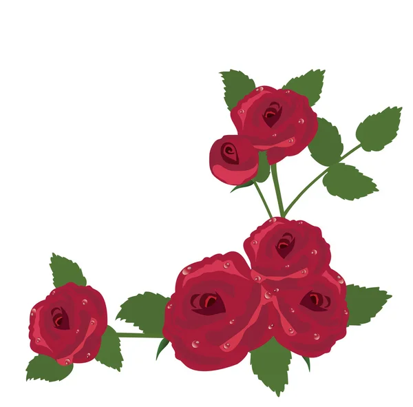 Roses — Stock Vector