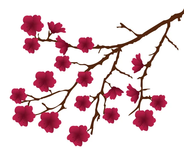 Cherry Blossom — Stock Vector