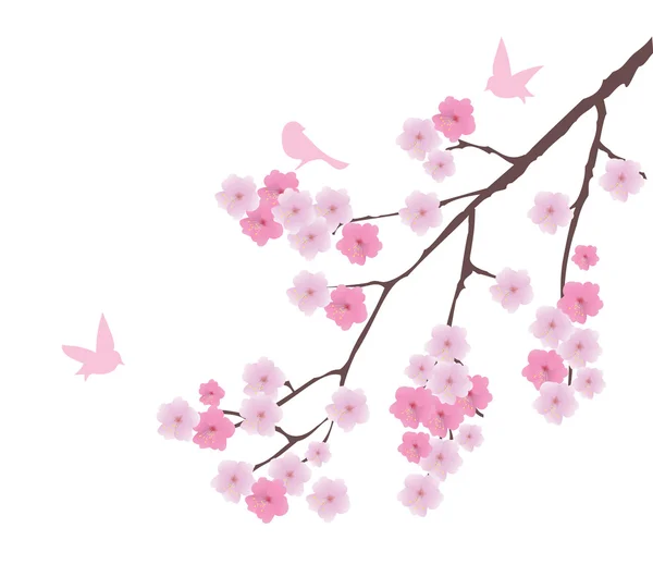 Cherry Blossom — Stock Vector