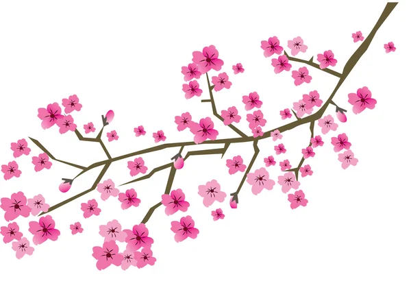 Fiore di ciliegio — Vettoriale Stock