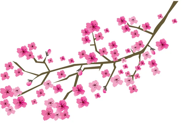 Cherry Blossom — Stock Vector