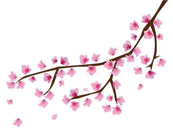 Flor de cerezo — Archivo Imágenes Vectoriales