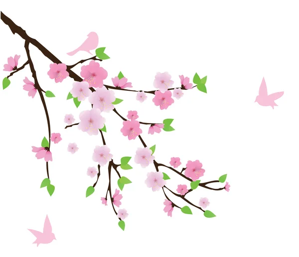 Cherry Blossom — Stock Photo, Image