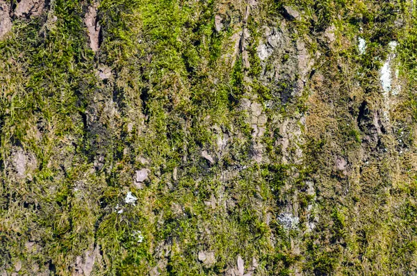 Деревянный мох — стоковое фото
