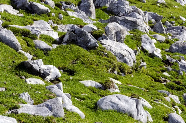 Texture of grass with rocks. — Stock Photo, Image