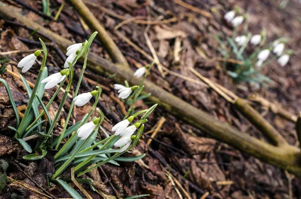 Group of snowdrop flowers — Stock Photo, Image