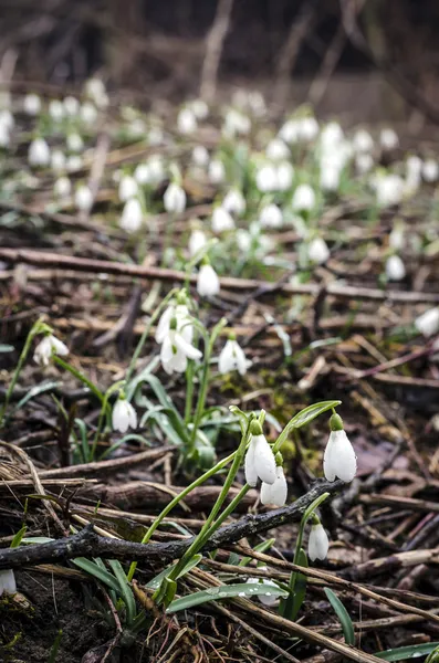 Group of snowdrop flowers — Stock Photo, Image