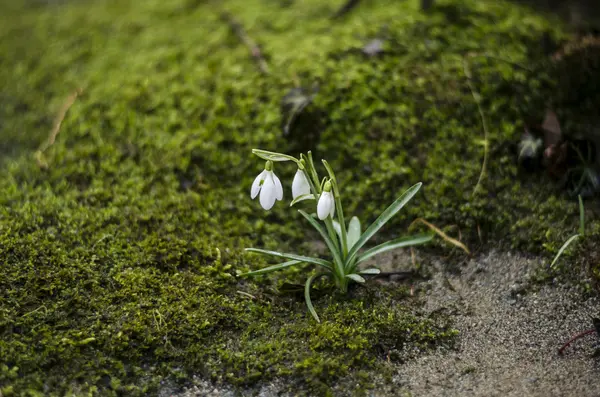 Snowdrop flowers — Stock Photo, Image