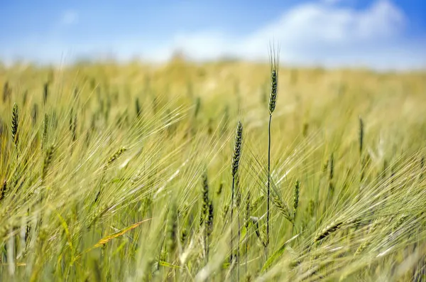 Tarwe close-up — Stockfoto