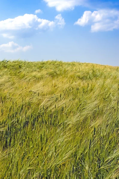 Campo de trigo — Fotografia de Stock