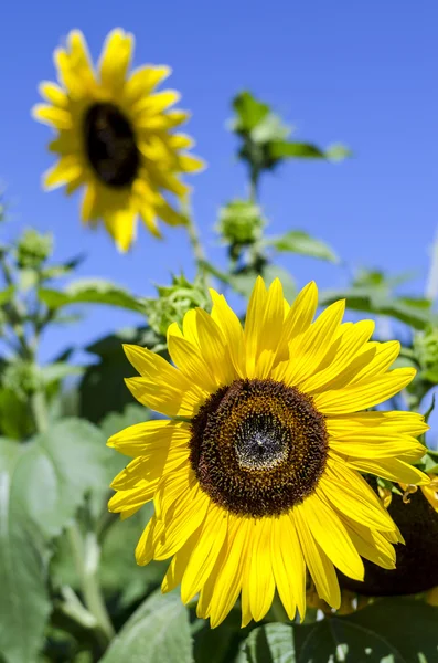 Girasoles — Foto de Stock