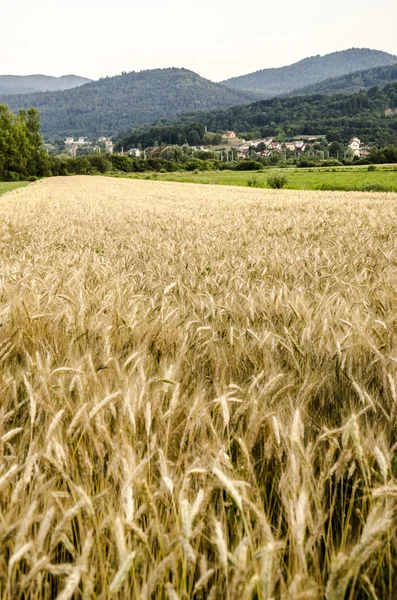 Campo de trigo — Fotografia de Stock