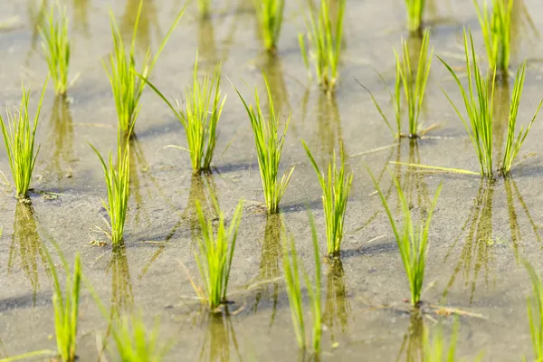 Campo de arroz —  Fotos de Stock