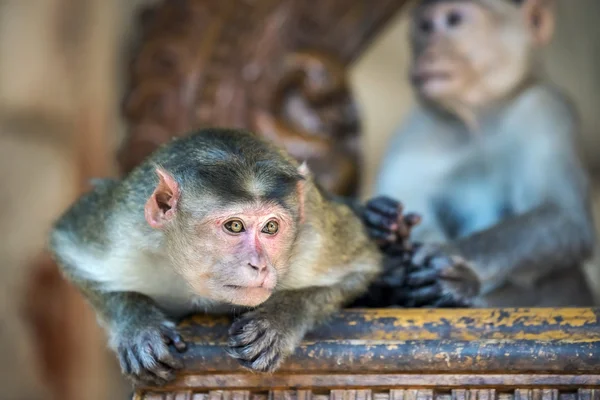 Macaque monkey thief — Stock Photo, Image