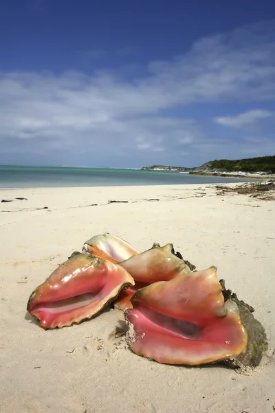 güzel Kraliçe deniz kabuğu kabuğu