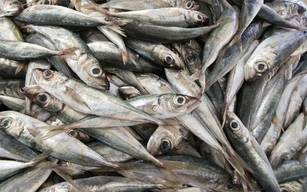 Anchovies on a fish market stall, close-up — Stock Photo, Image