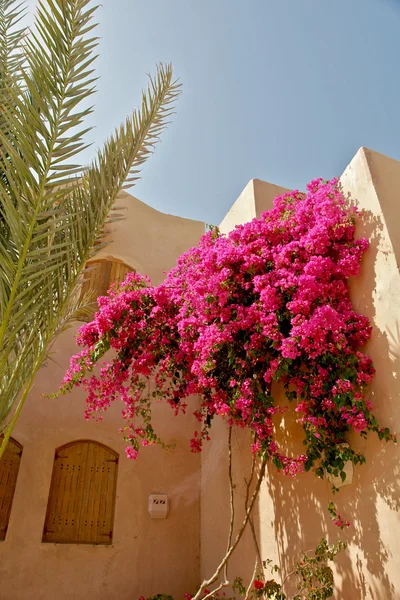 Rosa bougainvillea blommar — Stockfoto