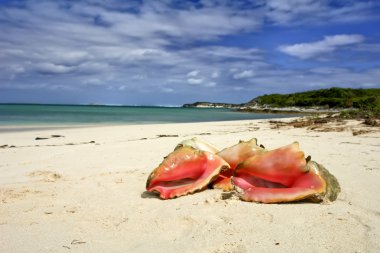 güzel Kraliçe deniz kabuğu kabuğu