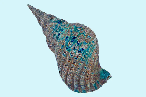Wonderful charonia tritonis shell — Stock Photo, Image