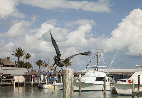 pelikan uçan tarafından marina