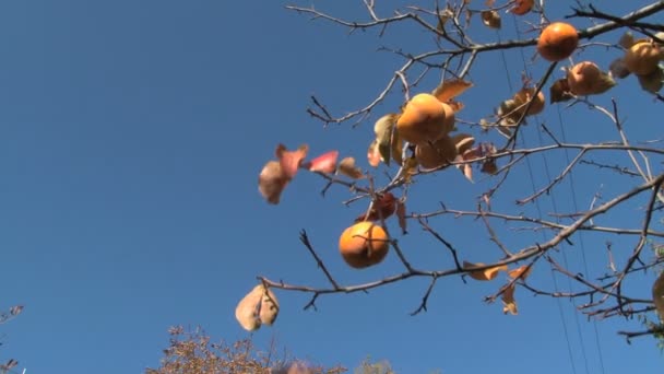 Picking persimmons (kaki) from the tree — Stock Video