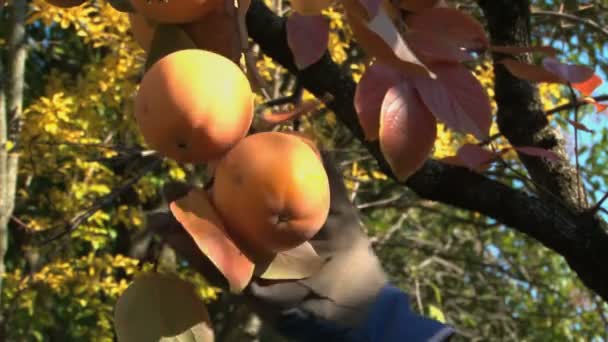 Zbieranie persimmons (kaki) z drzewa — Wideo stockowe