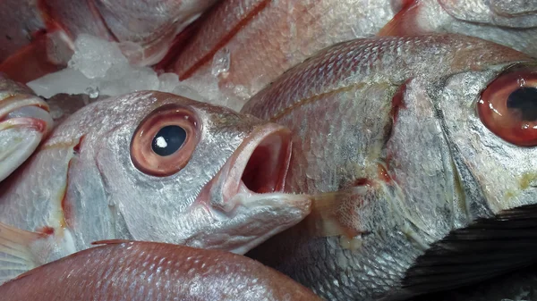 Astonished gilthead (dorade) on ice on the stall of a seafood market Royalty Free Stock Photos