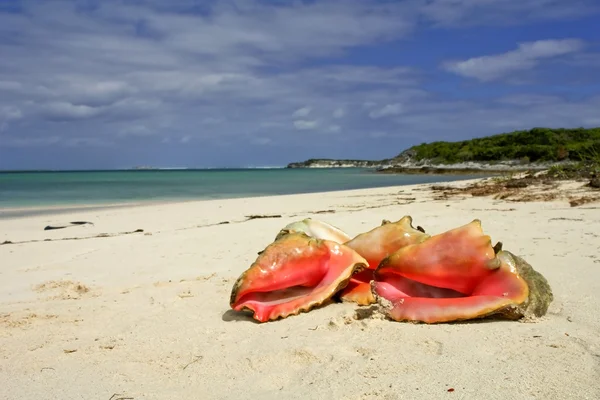 güzel Kraliçe deniz kabuğu kabuğu