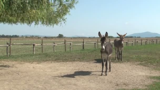 Un par de burros en su valla — Vídeos de Stock