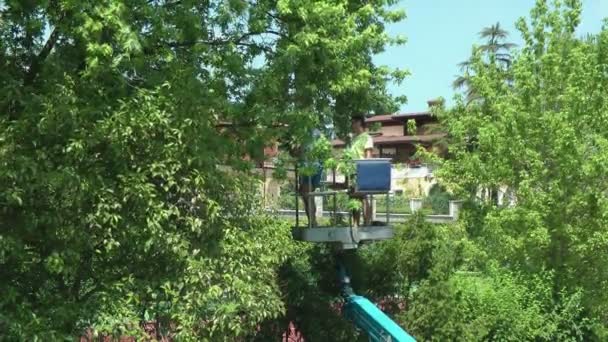 Gardeners tripping the top of a tree — Stock Video