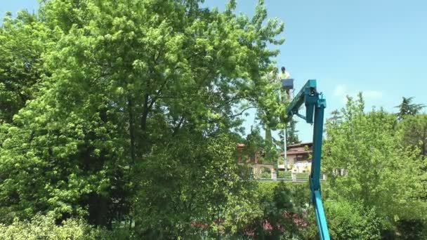 Jardineros tropezando con la parte superior de un árbol — Vídeos de Stock
