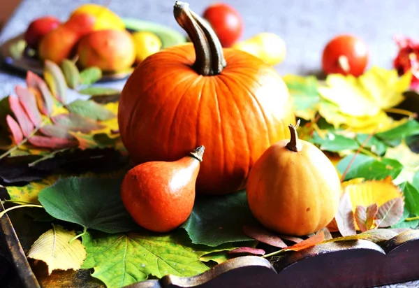 Autumn vegetable — Stock Photo, Image