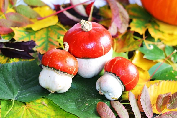 Citrouilles décoratives — Photo