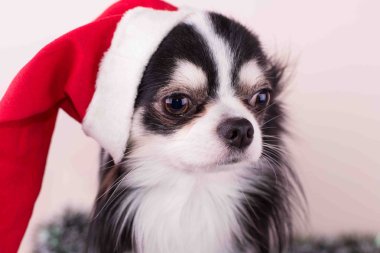 köpek chihuahua, Noel, köpek, mizah, Noel Baba şapkası