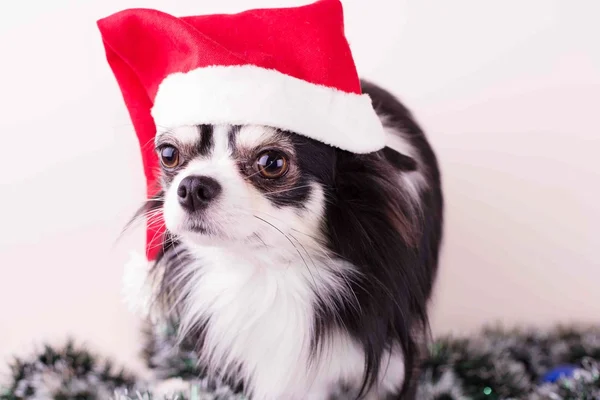 Dog chihuahua, Christmas, Dog, Humor, Santa Hat — Stock Photo, Image