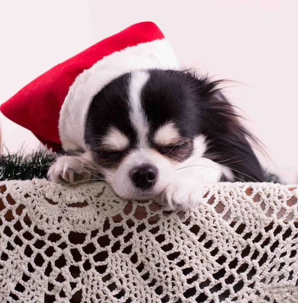 Hond chihuahua, kerst, hond, humor, kerstmuts Rechtenvrije Stockfoto's