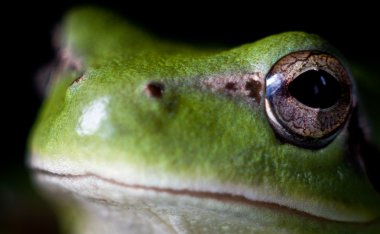 Yeşil meridionalis (Akdeniz ağaç kurbağası)