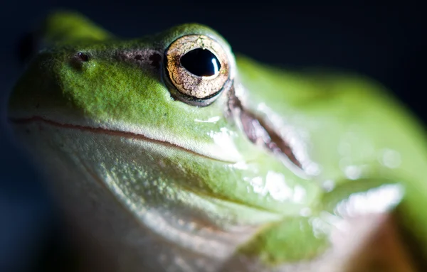 Hyla meridionalis (rana arbórea mediterránea) ) — Foto de Stock