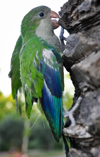 Grüner / Blauer Papagei lizenzfreie Stockfotos