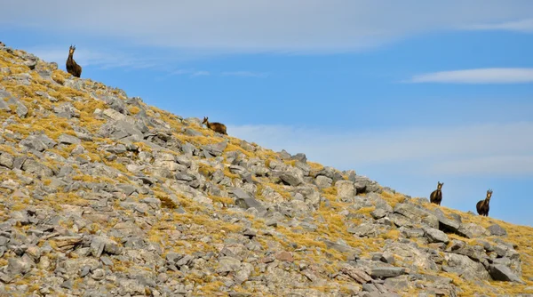 Gämsen im Hochgebirge lizenzfreie Stockfotos