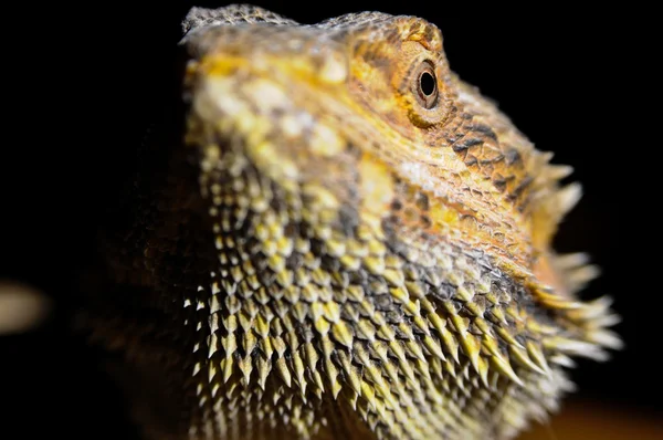 Pogona vitticeps (bearded dragon) huvud Royaltyfria Stockbilder