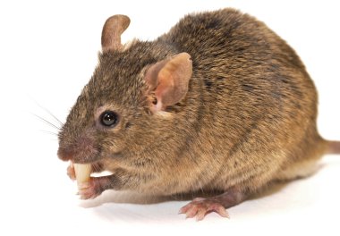 House mouse (Mus musculus) clipart