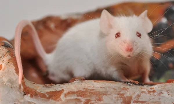 Topo domestico (Mus musculus ) — Foto Stock