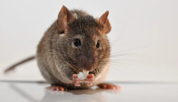Ratón de casa (Mus musculus ) — Foto de Stock